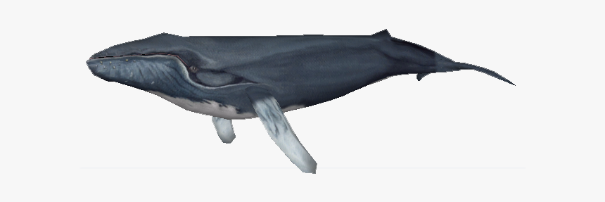 Zoo Tycoon 2 Humpback Whale, HD Png Download