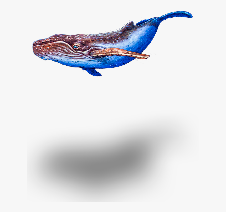 Seeking The Enchanted Forest - Humpback Whale, HD Png Download