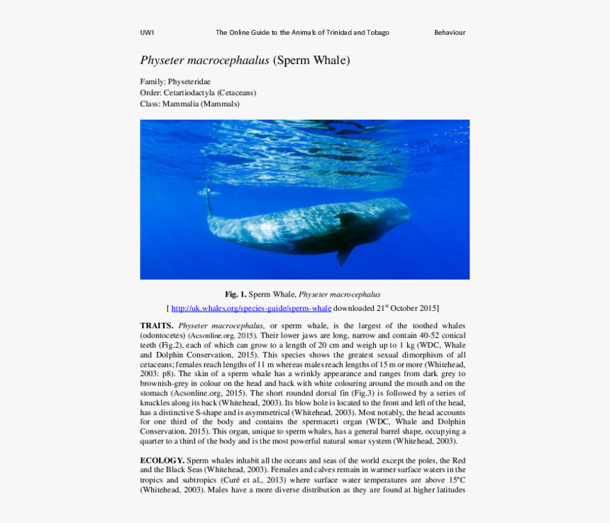 Grey Whale, HD Png Download