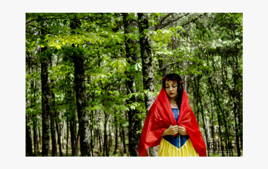 Old-growth Forest, HD Png Download