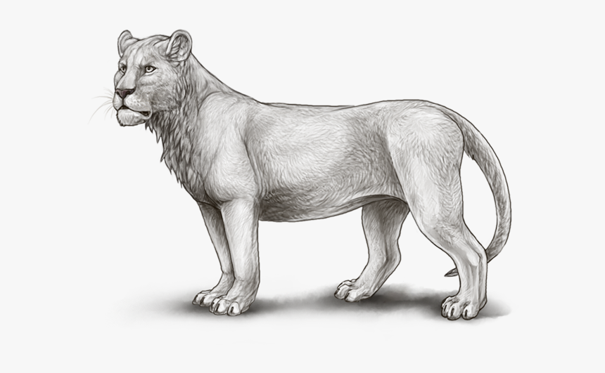 Maneless Lion Lioden, HD Png Download