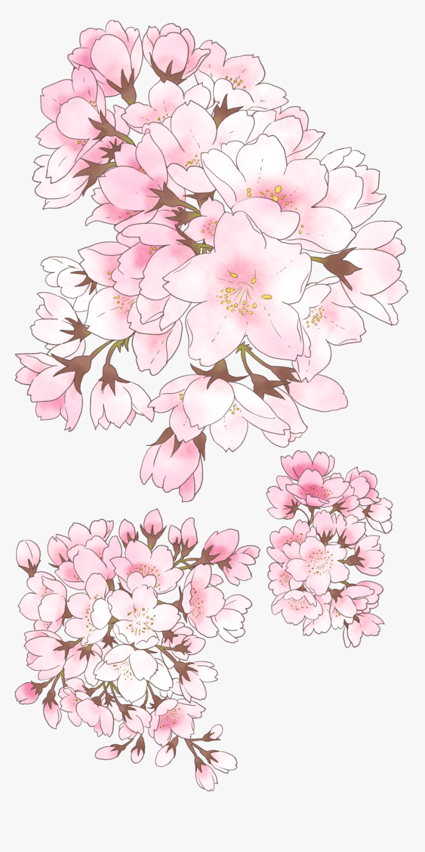 Cherry Blossom, HD Png Download