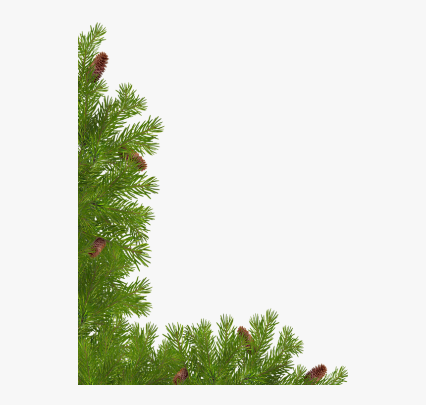 Red Pine, HD Png Download