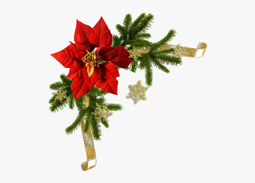 Poinsettia Flower, HD Png Download