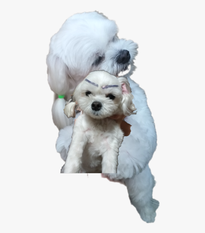 또리 Tory Freetoedit - Companion Dog, HD Png Download