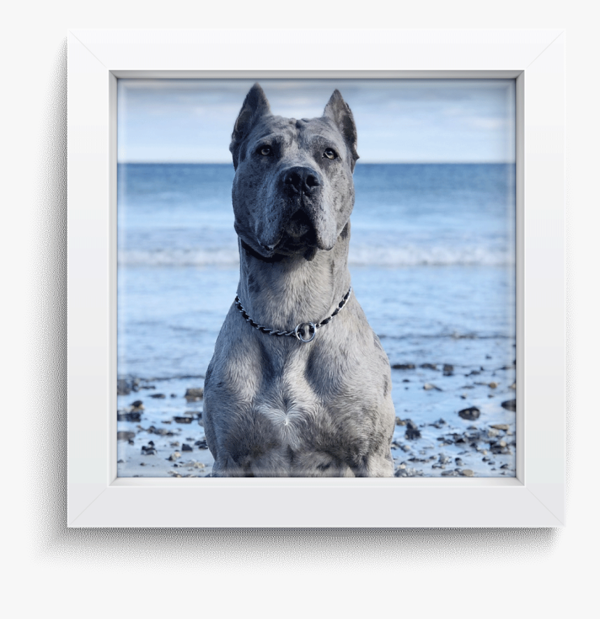 American Pit Bull Terrier, HD Png Download