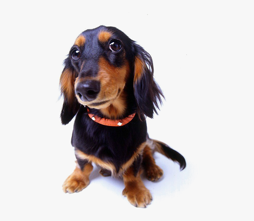 Dog Toys Cat Puppy Pet - Fuzzy Fusion Clean Hands Collapsible Pooper Scooper, HD Png Download