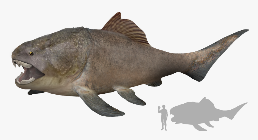 Dunkleosteus Artist S Impression - Accurate Dunkleosteus, HD Png Download