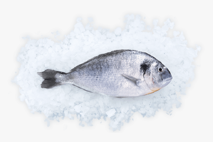 Oily Fish, HD Png Download
