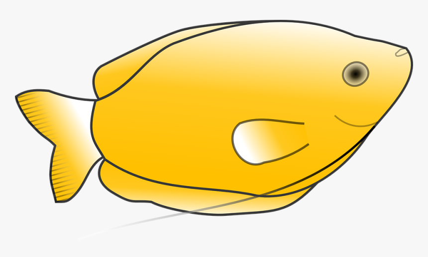 Yellow, Fish, Scales, Animal, Tail, Species, Fins - Yellow Fish Clip Art, HD Png Download