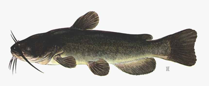 Brown Bullhead Catfish, HD Png Download