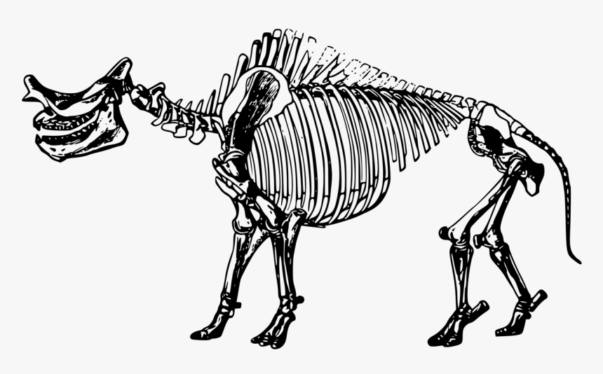 Dinosaur Skeleton Clip Art Transparent Background, HD Png Download