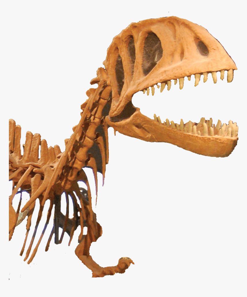Tyrannosaurus, HD Png Download