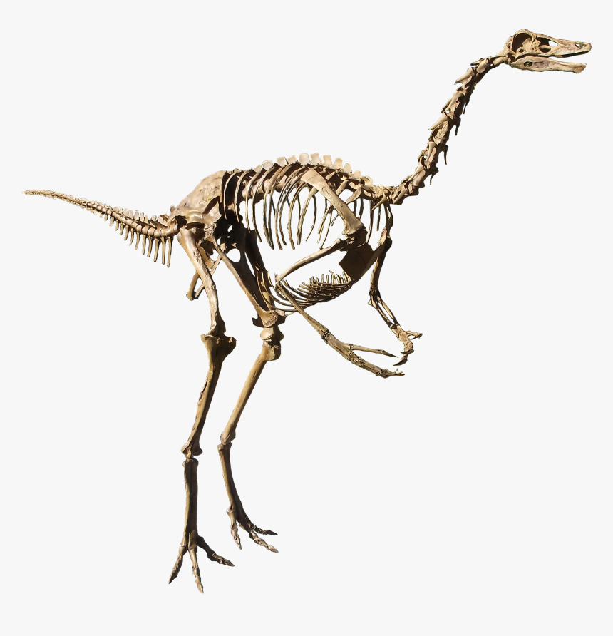 Struthiomimus Isolated - Struthiomimus Dinosaur, HD Png Download