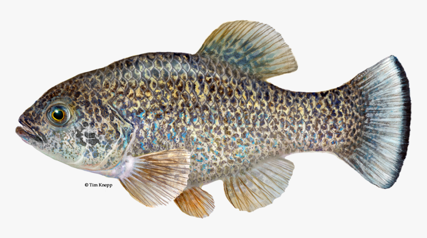 Comanche Springs Pupfish, HD Png Download