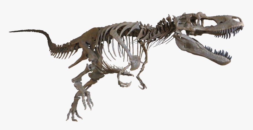 Daspletosaurus Cast Mount - Dinosaur Bones No Background, HD Png Download