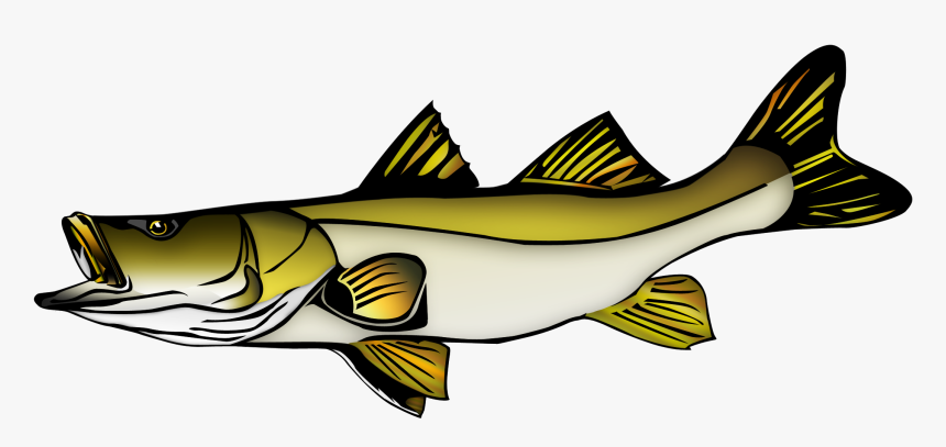 Fish Vector Snook - Snook Clip Art, HD Png Download