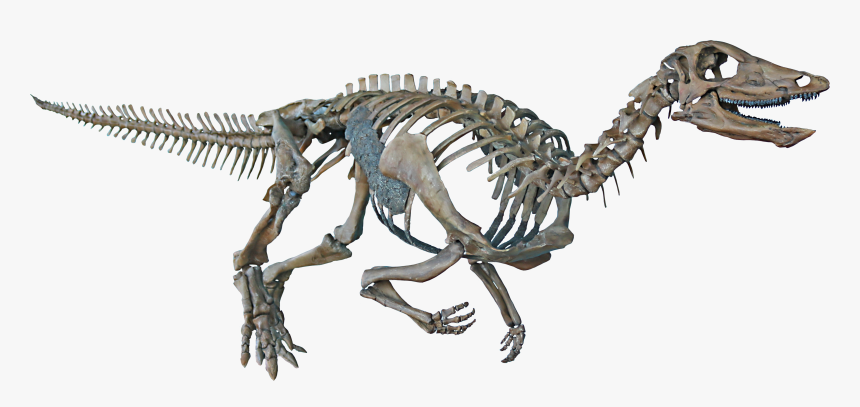 Dinosaur Transparent Background Skeleton, HD Png Download