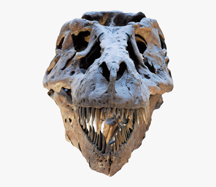 Field Museum Of Natural History, HD Png Download