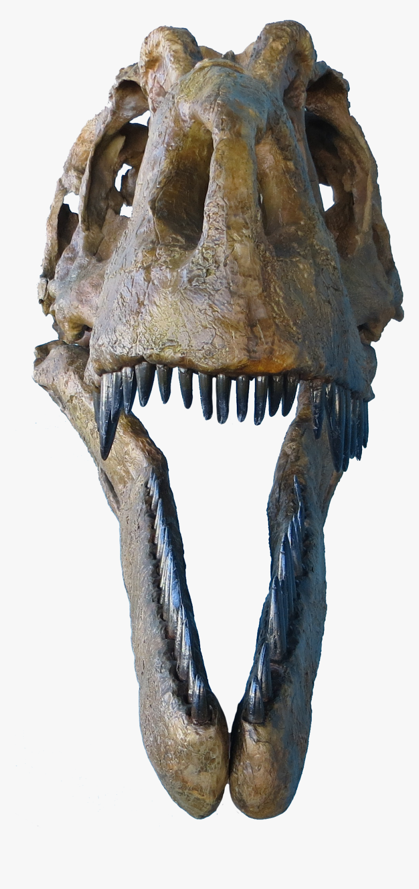 Judith River Formation Daspletosaurustorosus, HD Png Download