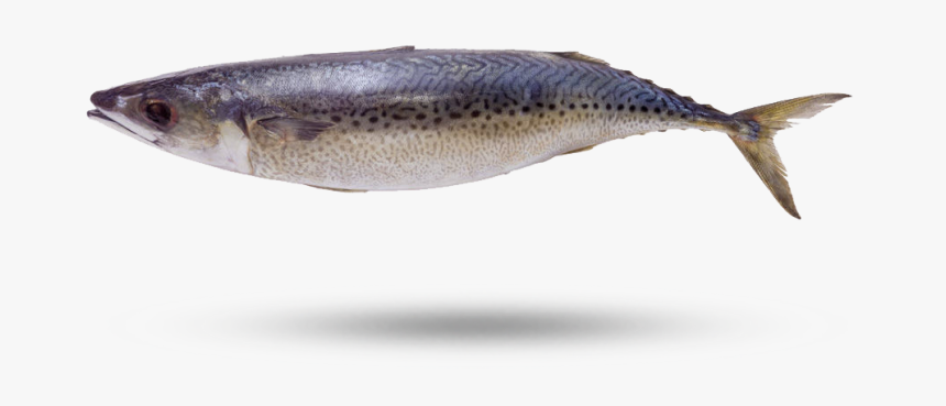 Atlantic Mackerel - Sardine, HD Png Download