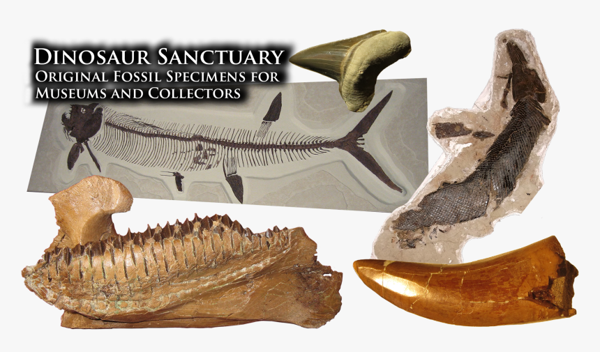 Supplying The World S Finest Museums With Fossil Specimens - Museum, HD Png Download