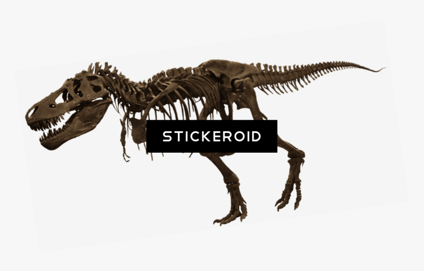 Transparent T Rex Png - American Museum Of Natural History, Png Download