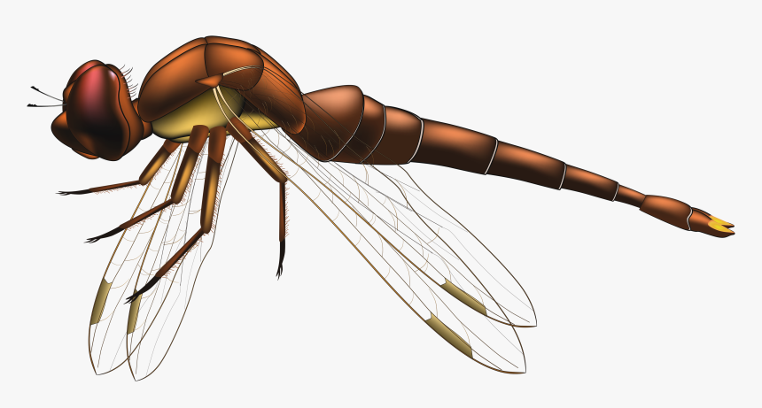 Dragonfly Brown Png Clip Art - Flying Transparent Background Dragonfly Png, Png Download