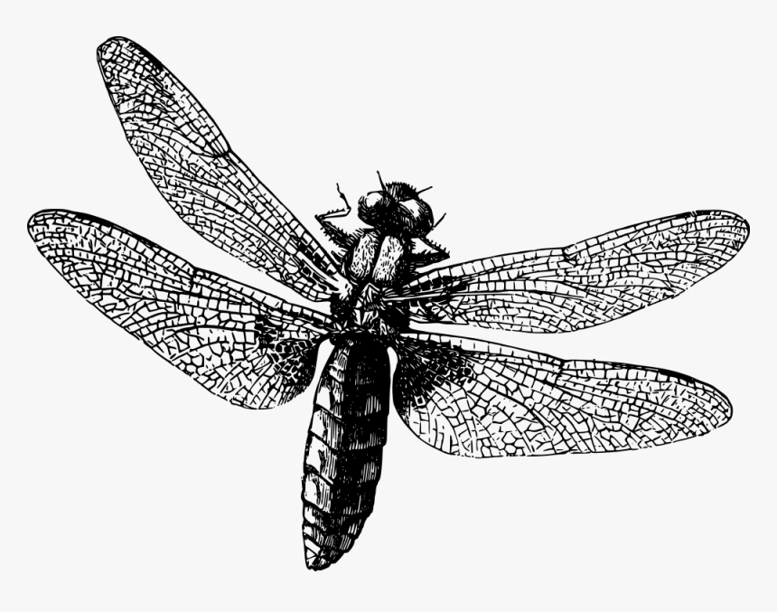 Dragonfly - Copyright Free Black And White, HD Png Download