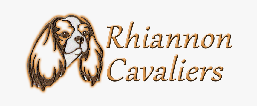 Rhiannon-cavaliers - Spaniel, HD Png Download