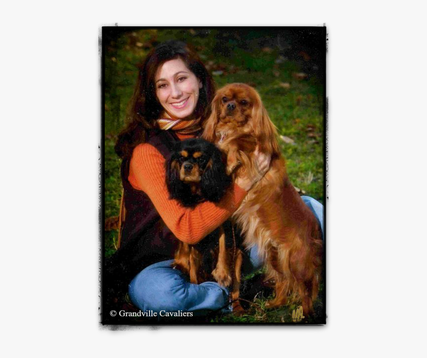 Cocker Spaniel, HD Png Download
