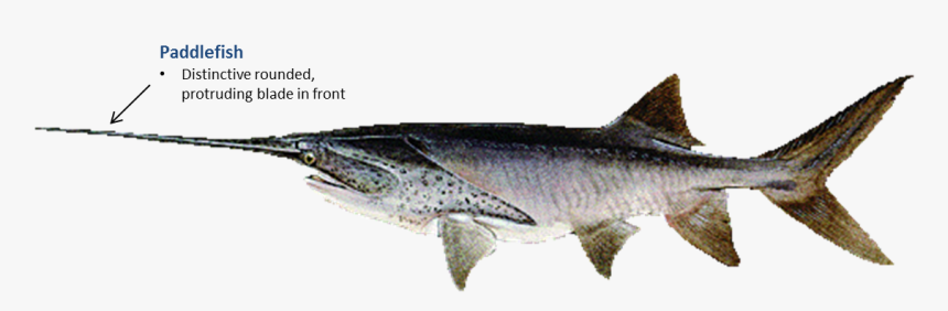 Paddlefish - Paddlefish Fin, HD Png Download