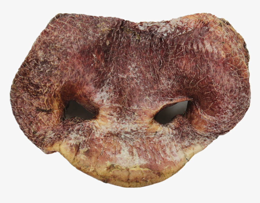 Freeze Dried Pig Snout - Freeze Dried Pig Snouts, HD Png Download