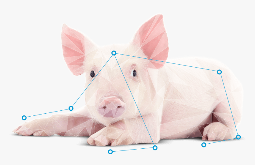Domestic Pig, HD Png Download