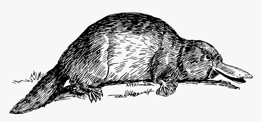 Perry The Platypus Beaver Duck Vertebrate - Platypus Illustration Black And White, HD Png Download