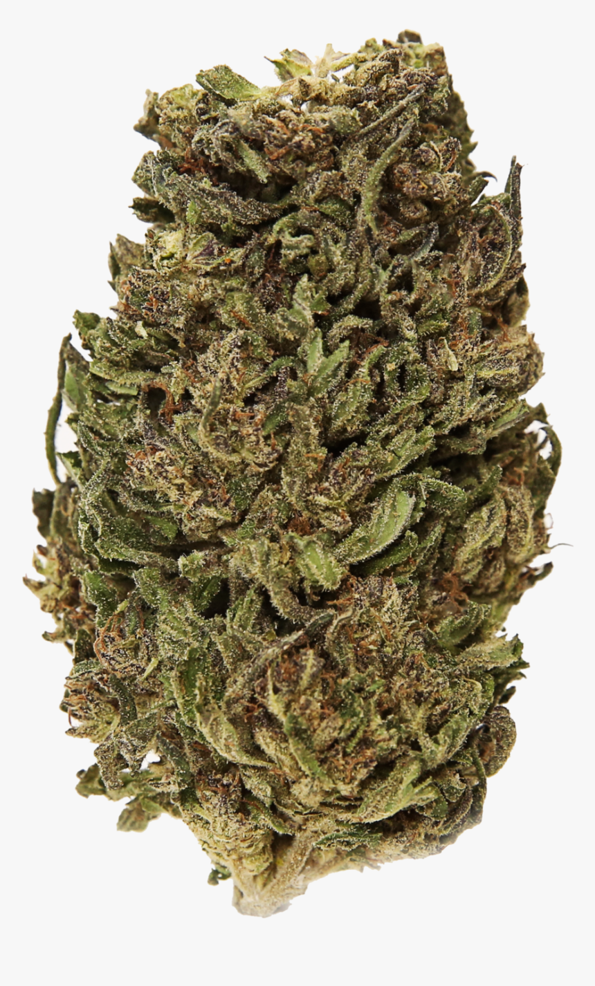 Bud, HD Png Download