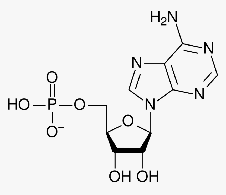 Adenosine Diphosphate, HD Png Download