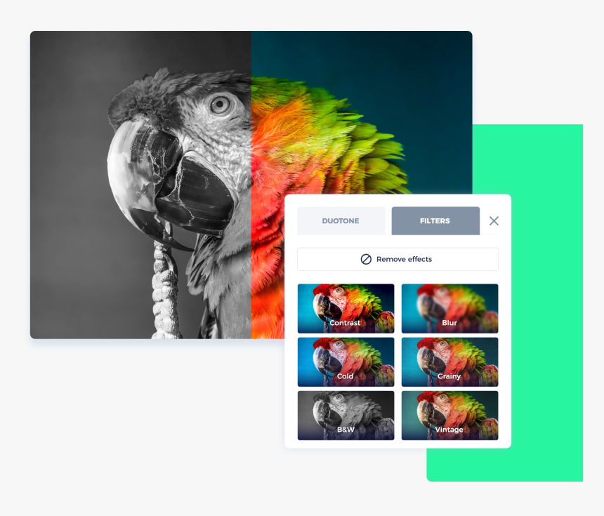 Bully - Big Parrot, HD Png Download