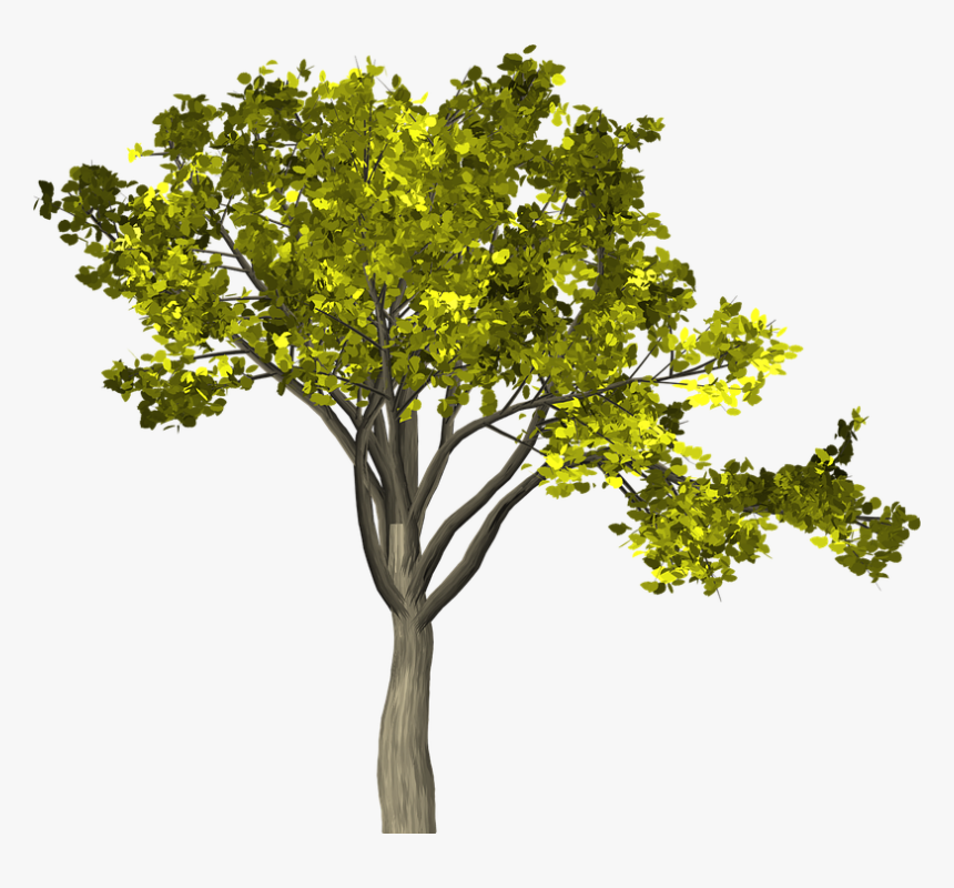 Árvore, Folhas, Ramos, Isolado, Natureza, Tronco - Arbol Con Ramas Y Hojas, HD Png Download