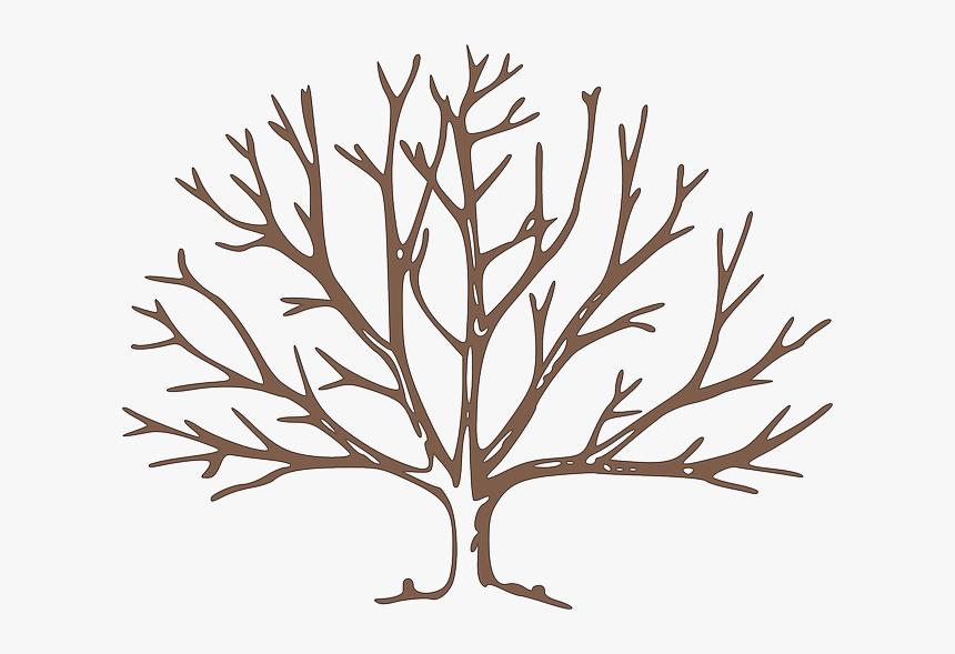 Partes Del Árbol Frutal - Fall Tree Clipart, HD Png Download