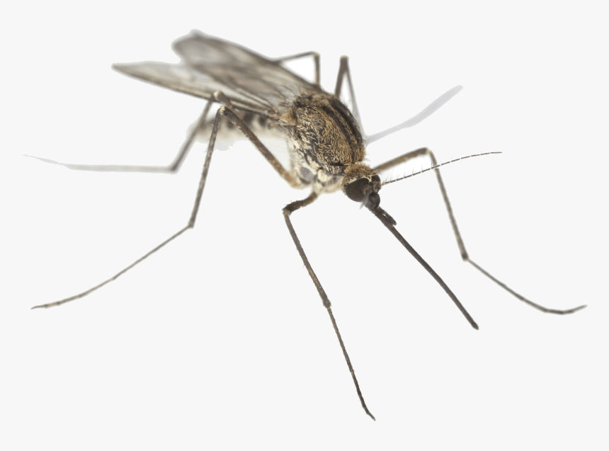 Mosquito Png Png - Mosquito Eee, Transparent Png