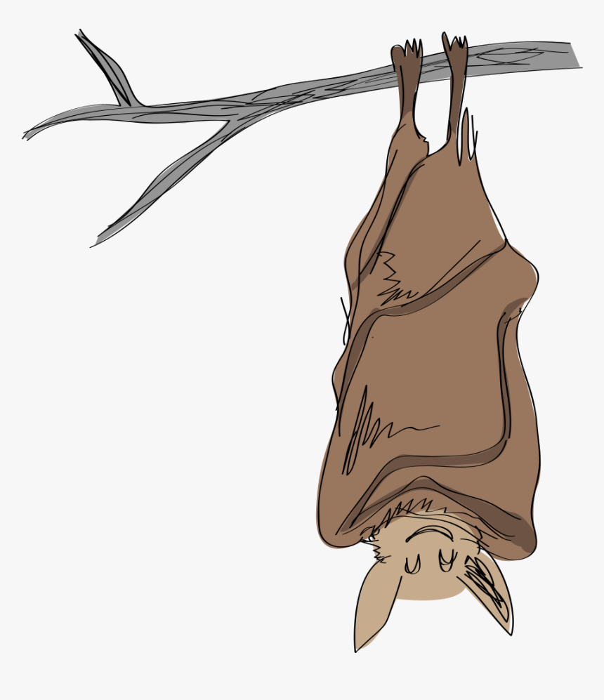 Misconceptions, Human Activities , And Now White-nose - Hibernating Bat Clip Art, HD Png Download