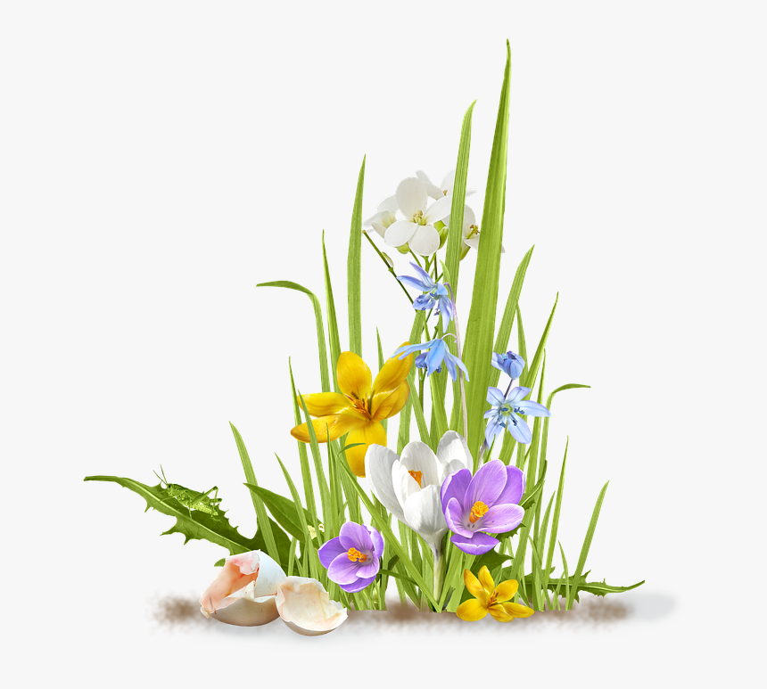 Spring, Flower, Crocus, Saffron, Grass, Shell, Egg - Flowers And Grass Png, Transparent Png