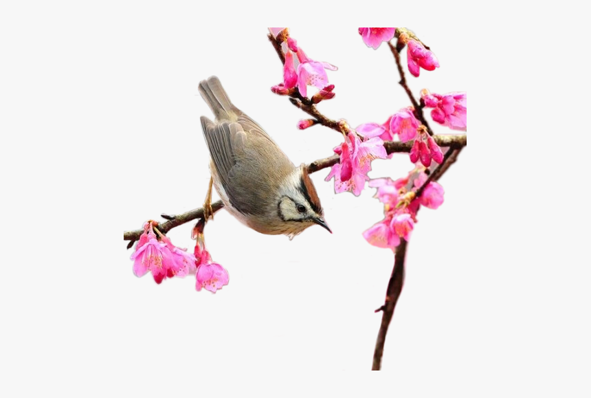 #png #spring #springtime #bird #scspring #remixit - Spring 300 X 300, Transparent Png