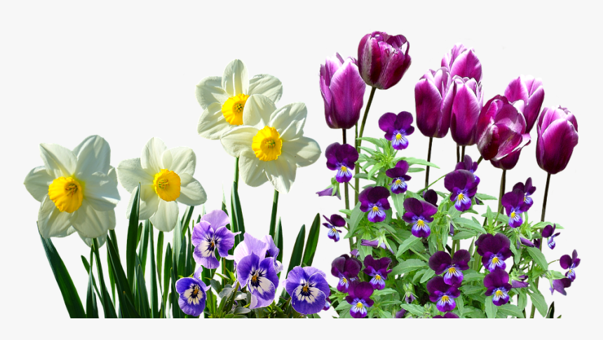 Spring, Daffodils, Osterglocken, Tulips, Stirmütterchen - Daffodils Transparent, HD Png Download