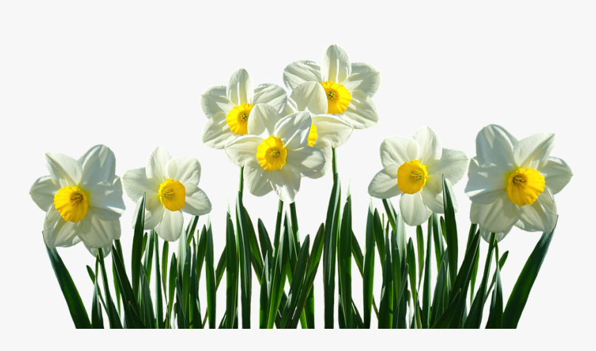 Daffodils, Osterglocken, Spring, Easter, Spring Flowers - Daffodils Transparent, HD Png Download