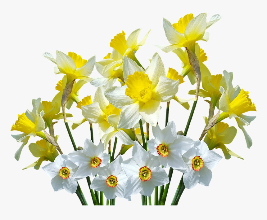 Spring, Daffodils, Osterglocken, Easter, Spring Flowers - Transparent Daffodils Png, Png Download