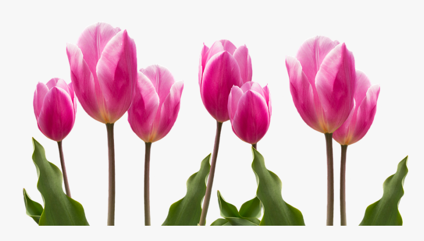 Spring, Tulips, Pink, Nature, Flower, Flowers, Plant - Glad Mors Dag, HD Png Download