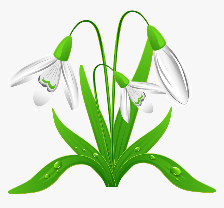 Spring Clipart Free - Snowdrop Clipart, HD Png Download