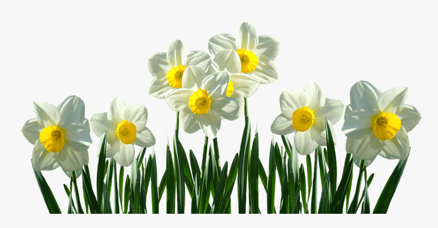 Daffodils Transparent, HD Png Download